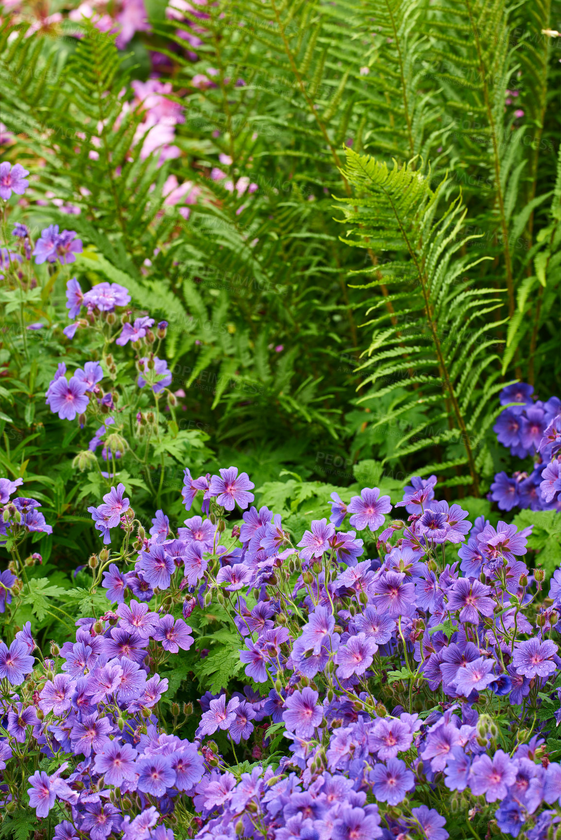 Buy stock photo Purple cranesbill, flower and plant in nature for growth, blossom and ecology in backyard garden. Meadow, floral leaves and geranium petals outdoor for decoration, botany or natural texture in spring