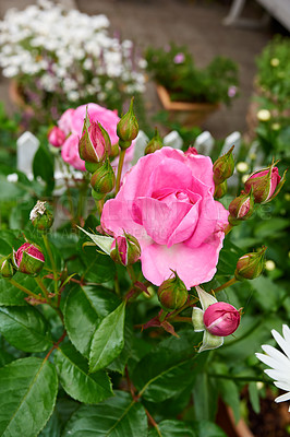 Buy stock photo Outdoor, flower and pink rose in garden for blossom growth in nature for floriculture. Plants, spring and seasonal floral bush with natural, color and fresh hibiscus petals in park or field.