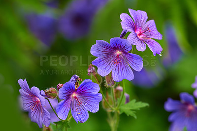 Buy stock photo Purple cranesbill, flowers and plants for growth, blossom or. ecology outdoor in garden. Meadow, floral leaves and geranium petals in nature with morning dew, water drops or natural texture in spring