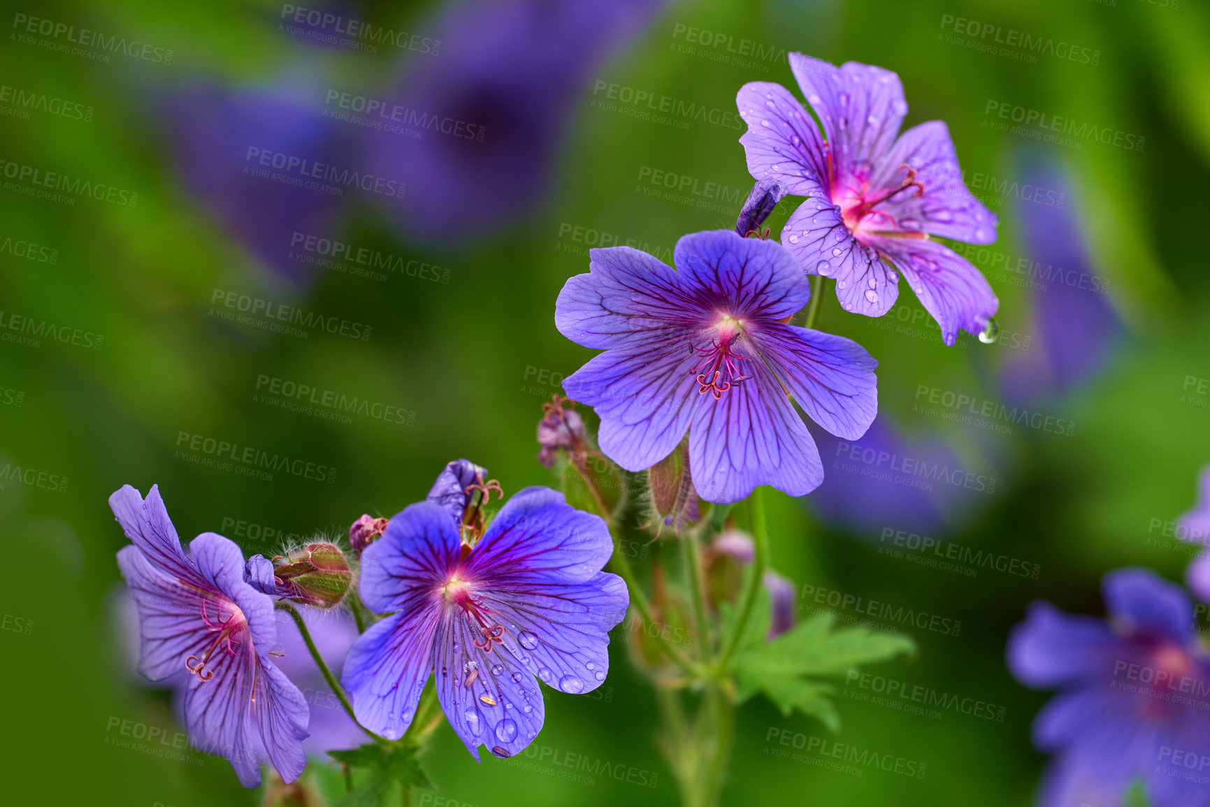 Buy stock photo Purple cranesbill, flowers and plants for growth, blossom or. ecology outdoor in garden. Meadow, floral leaves and geranium petals in nature with morning dew, water drops or natural texture in spring