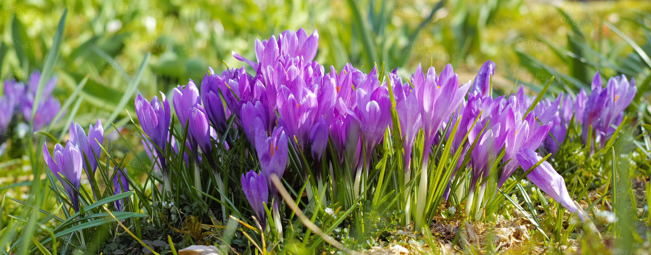 Buy stock photo Forest, plants and organic with nature for sustainability, environment and ecology with growth. Outdoor, flowers and autumn crocus with floral, conservation and biodiversity for blossom at park