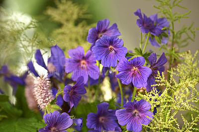 Buy stock photo Spring, garden and purple flower in bush with green leaves, morning growth and calm outdoor environment. Blossom, field and nature with geranium plants in backyard, countryside and floral meadow