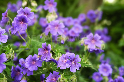 Buy stock photo Flowers, blossom and purple geranium in garden with green leaves, morning growth and calm outdoor environment. Spring, peace and nature with plants in backyard, countryside and floral bush in meadow