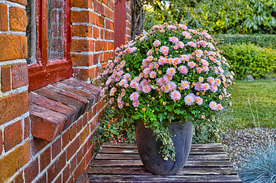 Buy stock photo Leaves, plant and daisy in pot with growth, sustainability and blooming by house outdoor. Spring, osteospermum and healthy flower for decoration in garden, nature and colorful floral by window