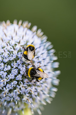 Buy stock photo Flower, pollination and bees with nectar in nature for ecosystem, environment and biodiversity. Spring, blossom and thistle plant with animal for botanical, sustainability and eco friendly in garden