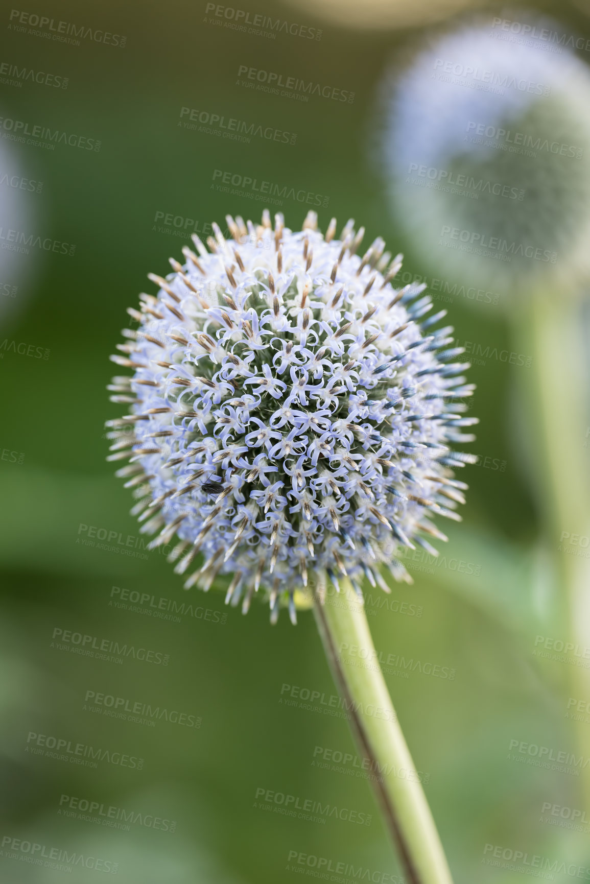 Buy stock photo Outdoor, flowers and organic with nature for environment, sustainability and ecology with growth. Forest, fresh plants and blue with floral, conservation and biodiversity for blossom at park or woods