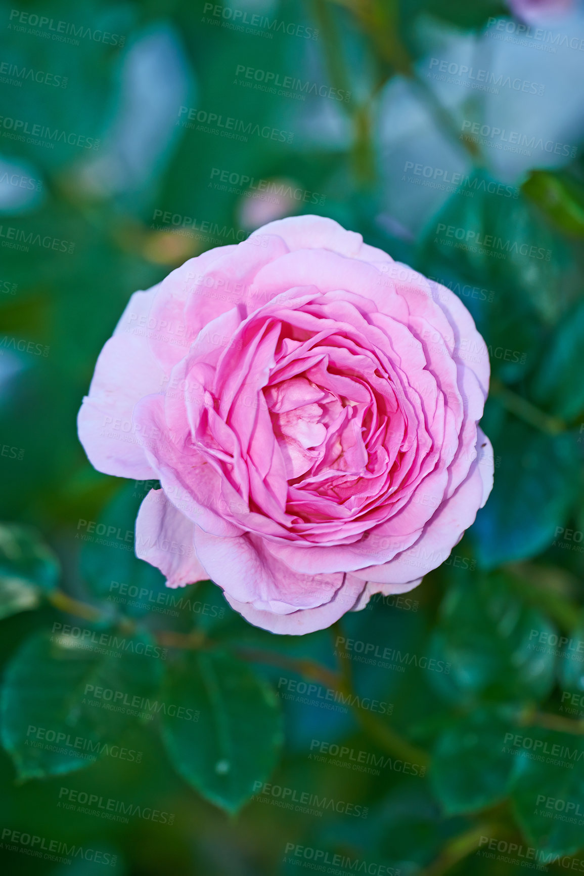 Buy stock photo Summer, blossom and above with rose in garden for sustainability, ecology and environment. Pink, petal and leaves with flower in nature for floriculture, conservation and growth of floral plant