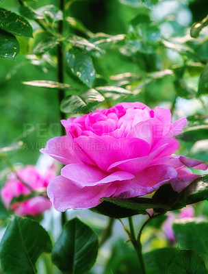 Buy stock photo Pink, bush and rose in garden for spring with sustainability, morning growth and calm environment. Flowers, botanical plants and nature with floral blossom in backyard, countryside or color in meadow