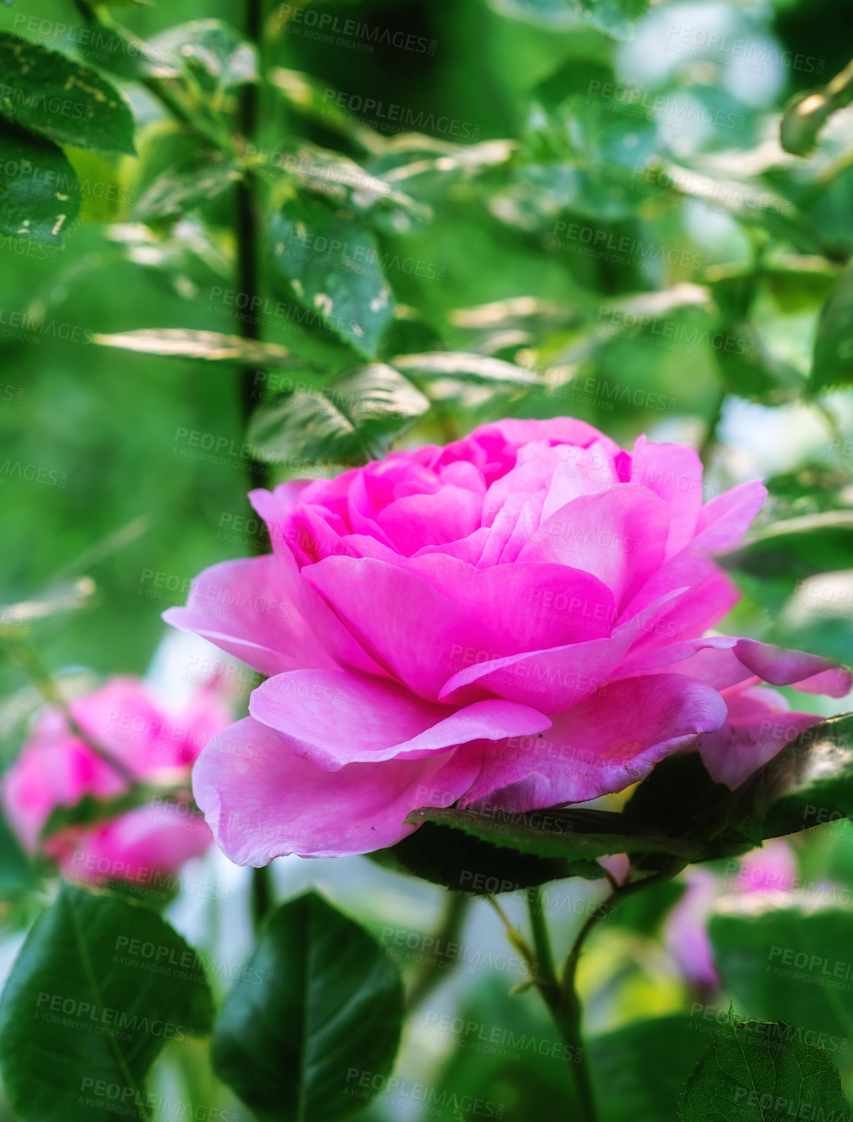 Buy stock photo Pink, bush and rose in garden for spring with sustainability, morning growth and calm environment. Flowers, botanical plants and nature with floral blossom in backyard, countryside or color in meadow