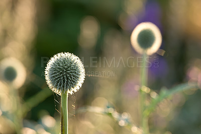 Buy stock photo Morning, blossom and thistle in garden for spring with sustainability, growth and calm forest environment. Flowers, botanical plants and nature with floral bush in backyard, countryside or meadow