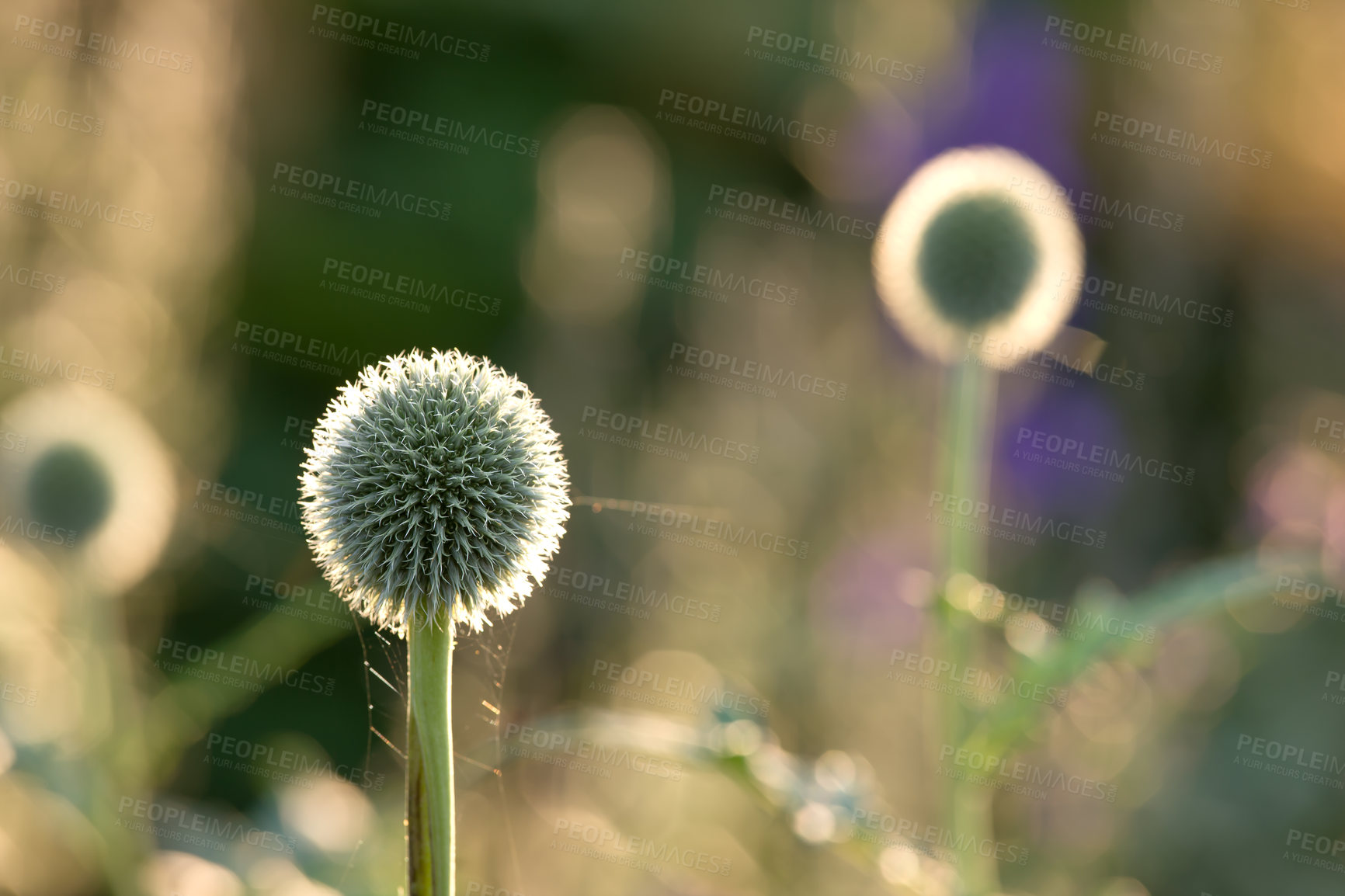 Buy stock photo Morning, blossom and thistle in garden for spring with sustainability, growth and calm forest environment. Flowers, botanical plants and nature with floral bush in backyard, countryside or meadow