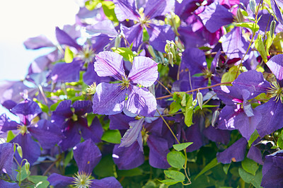 Buy stock photo Nature, outdoor and bush of flowers in garden for growth, botany and environment in spring. Leaves, blossom and closeup of organic purple clematis jackmanii floral plants with petals in bloom at park