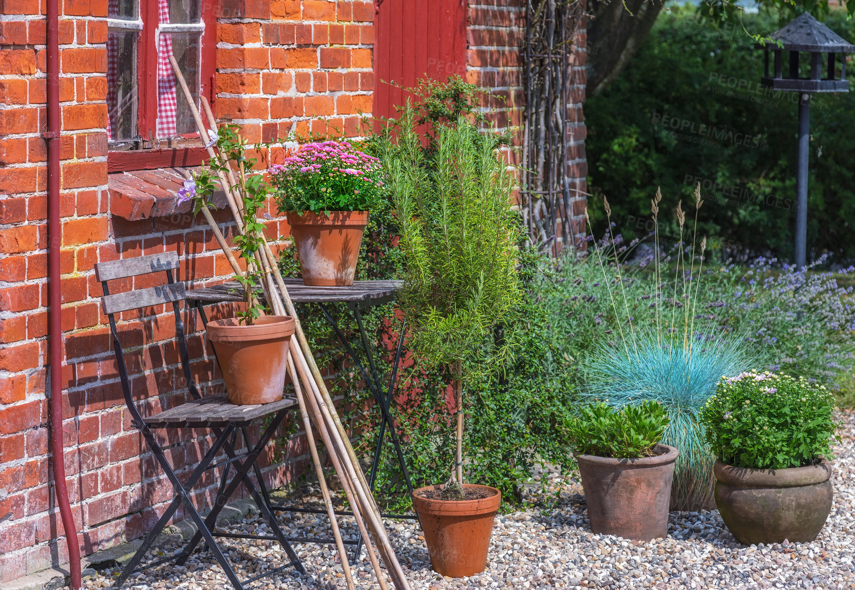 Buy stock photo Shot of garden flowers growing outside 