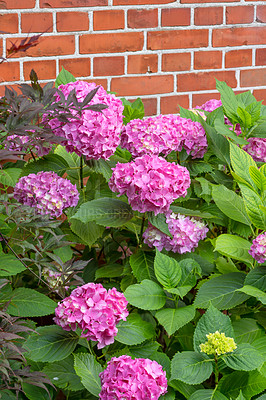 Buy stock photo Shot of garden flowers growing outside 