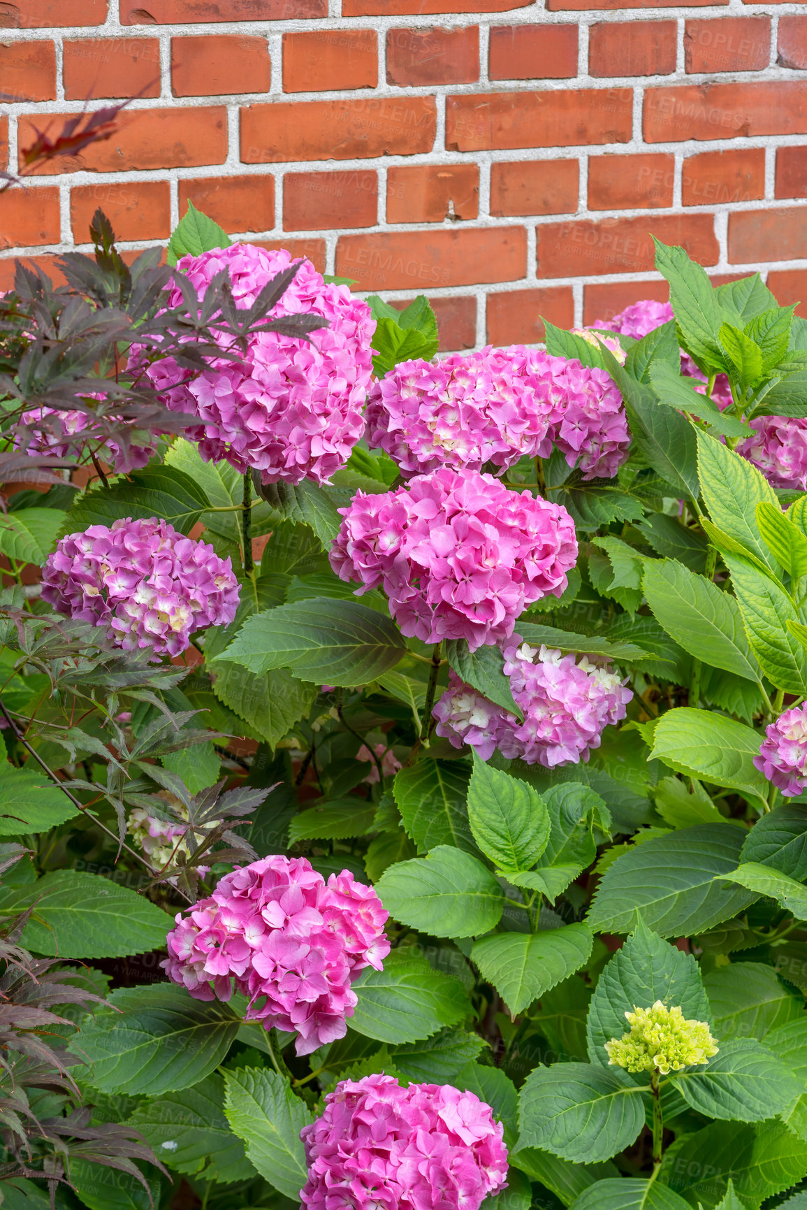 Buy stock photo Shot of garden flowers growing outside 