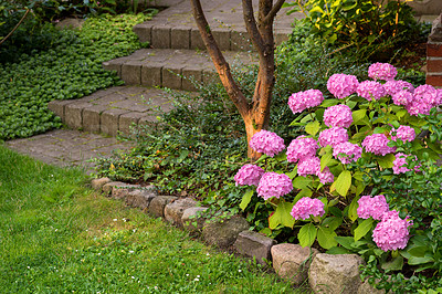 Buy stock photo Flowers, plant and garden outdoor with hydrangea, grass and green nature with growth, soil and leaves. Natural environment, floral and landscape for sustainability, species and eco in Korea.