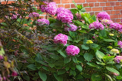 Buy stock photo Hydrangea flowers, outdoor or plants in bush, botanical garden and park or blooming in nature. Brick wall, blossom and countryside with botany for peace in ecosystem, wilderness and vegetation growth