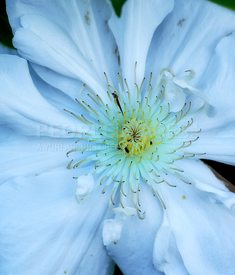 Buy stock photo Outdoor, park and flower for sustainability with eco friendly, nature reserve and green environment. Closeup, forest and meconopsis rose with growth, future or blossom for garden or conservation