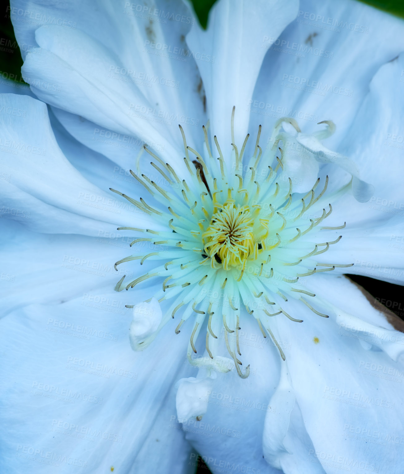 Buy stock photo Outdoor, park and flower for sustainability with eco friendly, nature reserve and green environment. Closeup, forest and meconopsis rose with growth, future or blossom for garden or conservation