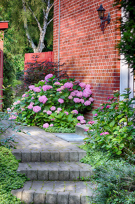 Buy stock photo Shot of garden flowers growing outside 