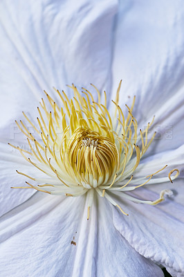 Buy stock photo Flower, nature and white clematis in garden for blooming season, blossom or growth in spring. Closeup, plant or sustainable gardening with floral petals, pollen or ecology in eco friendly environment