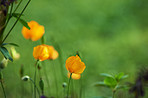 Beautiful budding flowers