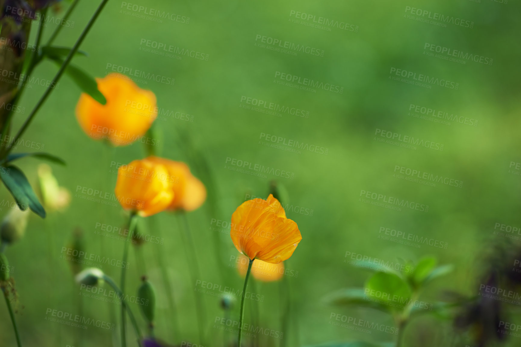 Buy stock photo Ice poppy, nature and flowers in garden for growth, ecology or blossom in environment. Iceland, floral plants and leaves outdoor for botany, sustainability or natural texture for decoration in spring