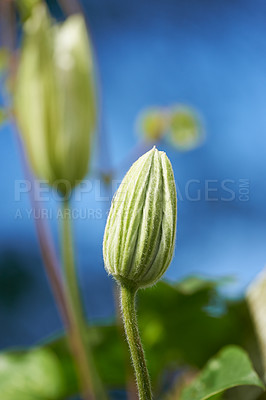 Buy stock photo Flowers, garden and clematis bud in spring for bright color display in season, outdoor and nature. Sustainability, earth and texture with plants as botany, blossom and floral wallpaper for background