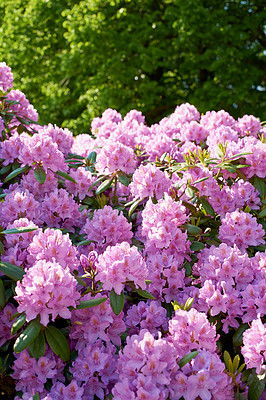 Buy stock photo Outdoor, woods and flower for sustainability with eco friendly, nature reserve and green environment. Closeup, colorful and rhododendron rose with growth, future or blossom for garden or conservation