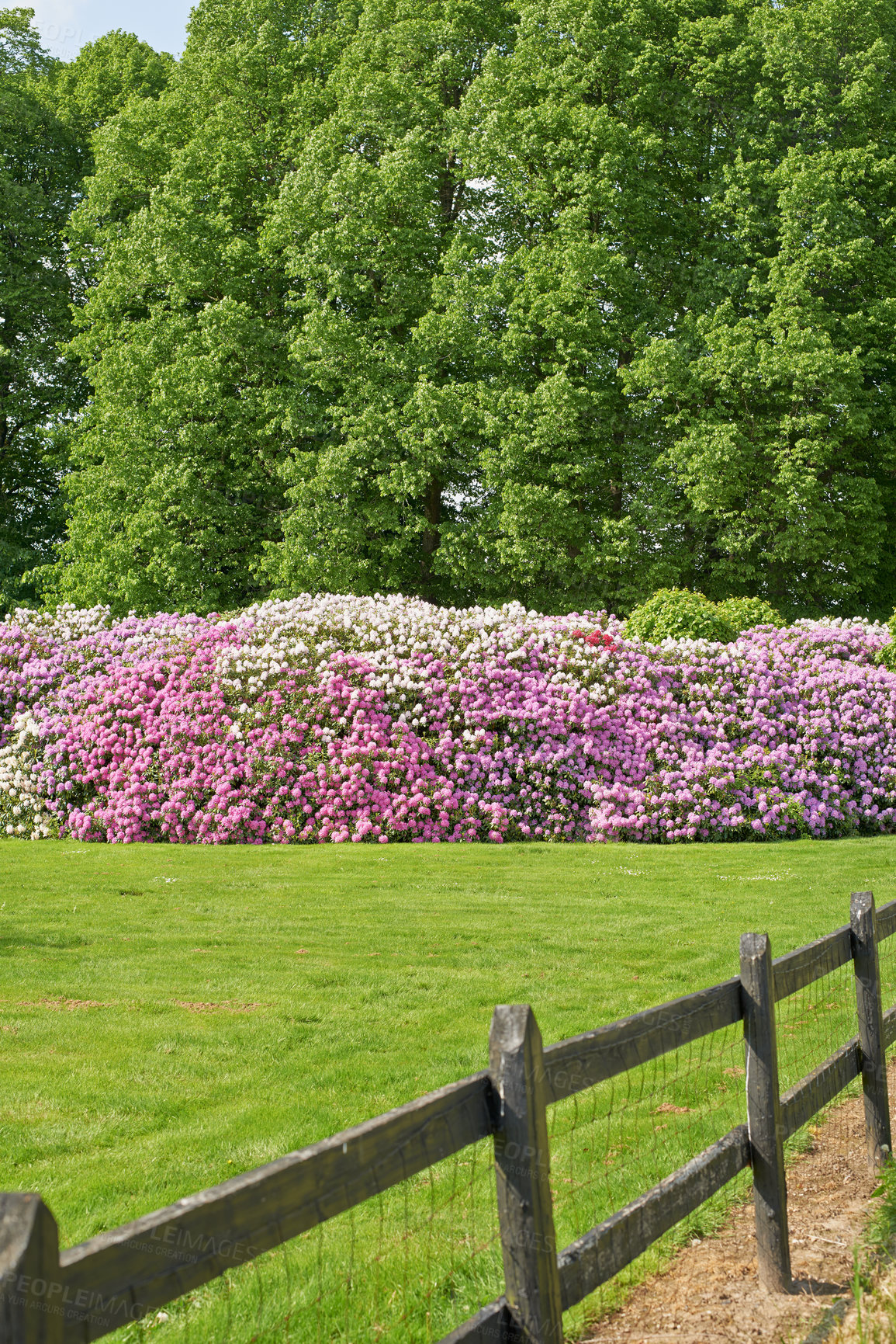 Buy stock photo Flowers, nature and azalea bed in spring for bright colorful display in season, outdoor and garden. Sustainability, earth and texture with plants as botany, blossom and floral wallpaper on background