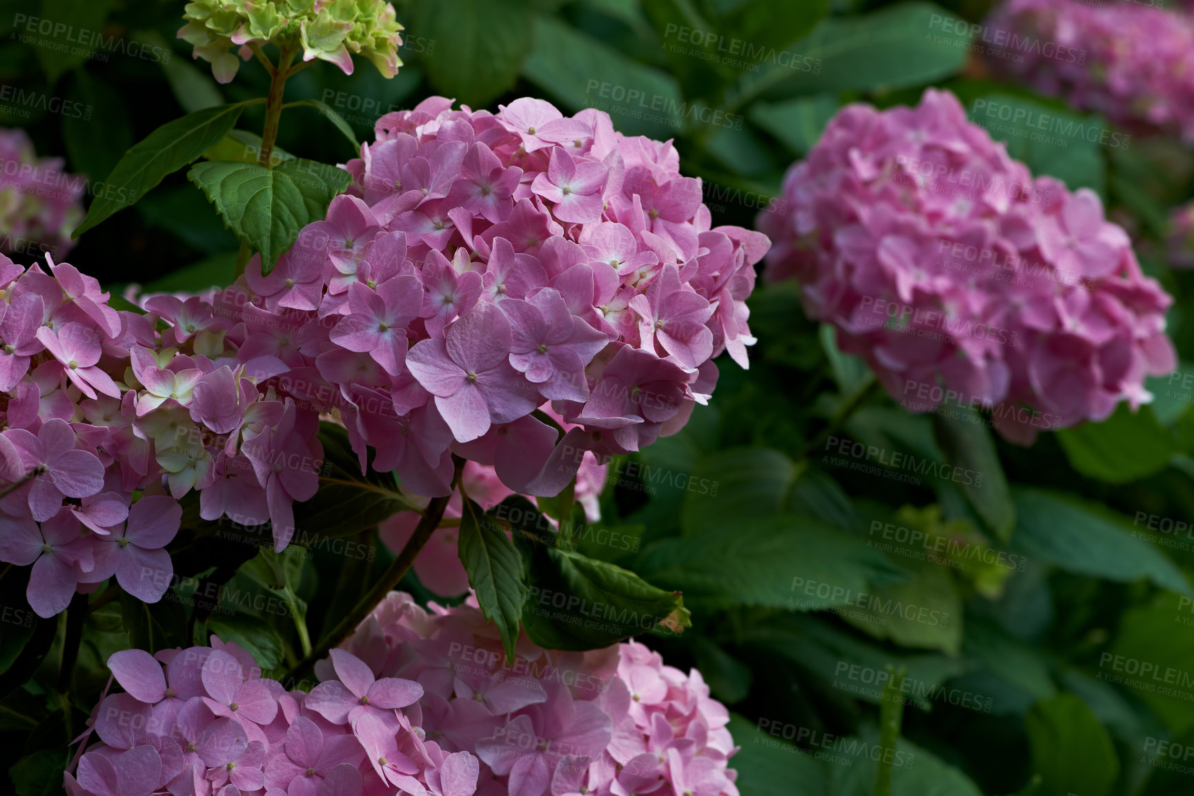 Buy stock photo Flower, nature and lilac shrub in garden for blooming season, blossom and growth in spring. Closeup, plant and sustainable gardening with floral petals, leaves and ecology in eco friendly environment