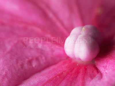 Buy stock photo Shot of garden flowers growing outside 