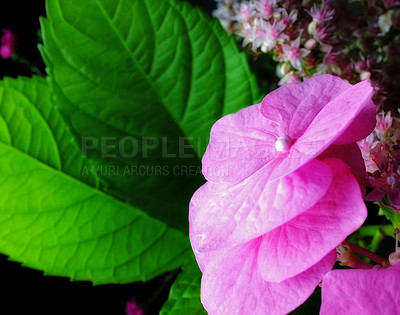 Buy stock photo Shot of garden flowers growing outside 