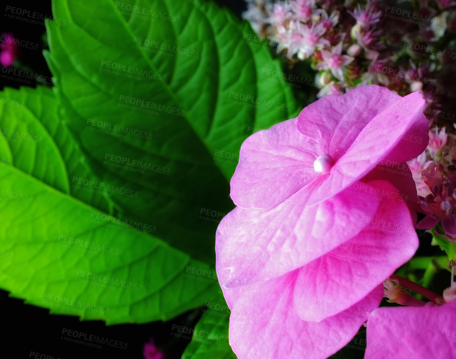 Buy stock photo Shot of garden flowers growing outside 