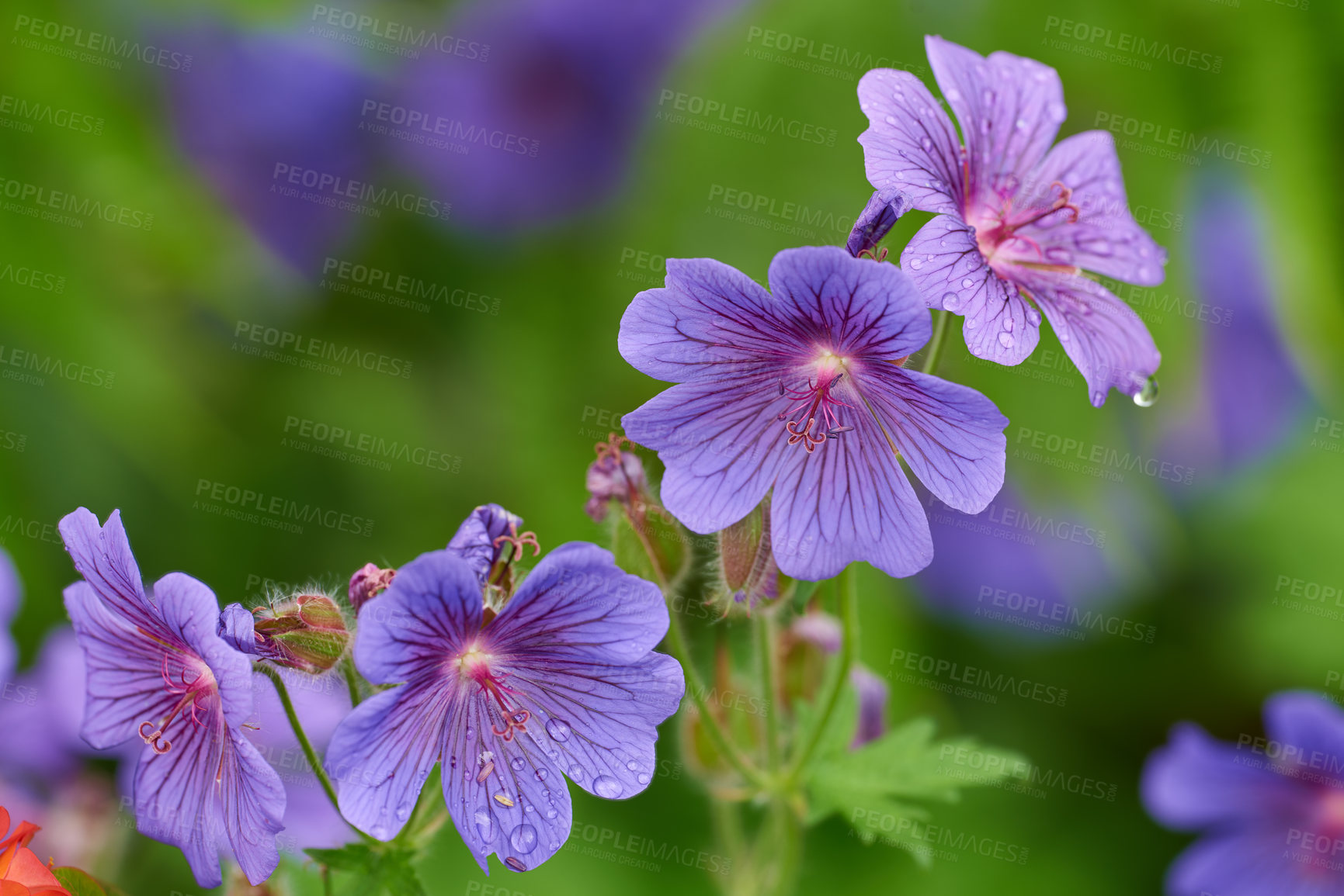 Buy stock photo Flowers, garden and cranesbill in spring with bright color display in season, outdoor and nature. Sustainability, earth and texture with plants as botany, blossom and floral wallpaper on background