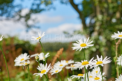 Buy stock photo Flowers, outdoor and daisies in spring with bright color display in season, nature and garden. Sustainable, Cape Marguerite and texture as plants, botany or blossom on floral wallpaper or background