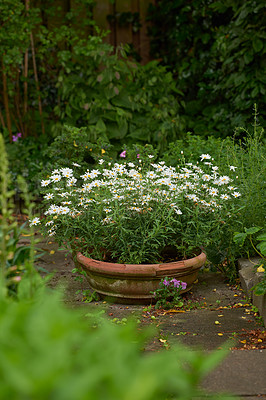 Buy stock photo Daisy, outdoor and flowers in pot in garden for growth, ecology and blossom. Backyard, floral plants and leaves for botany, sustainability and eco friendly bush in nature for decoration in Ireland