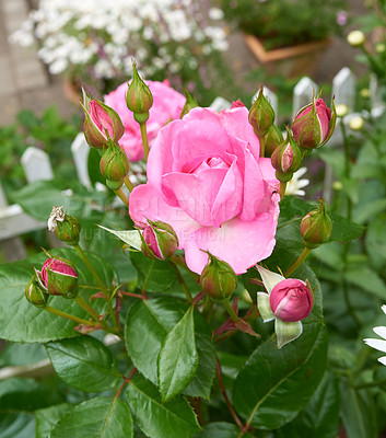 Buy stock photo Flower, nature and pink rose in garden with bud for blooming season, blossom or growth in spring. Flowerbed, plant and sustainable gardening with floral petals, leaves and above for landscape design