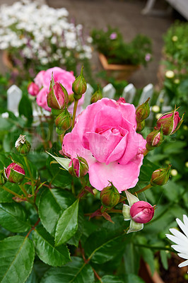 Buy stock photo Pink rose, outdoor and flowers in garden for growth, ecology and blossom by house. Backyard, floral plants and leaves for botany, sustainability and eco friendly in nature for decoration in Germany