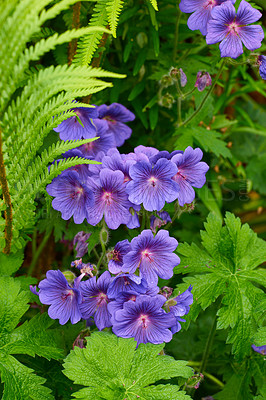 Buy stock photo Shot of garden flowers growing outside 