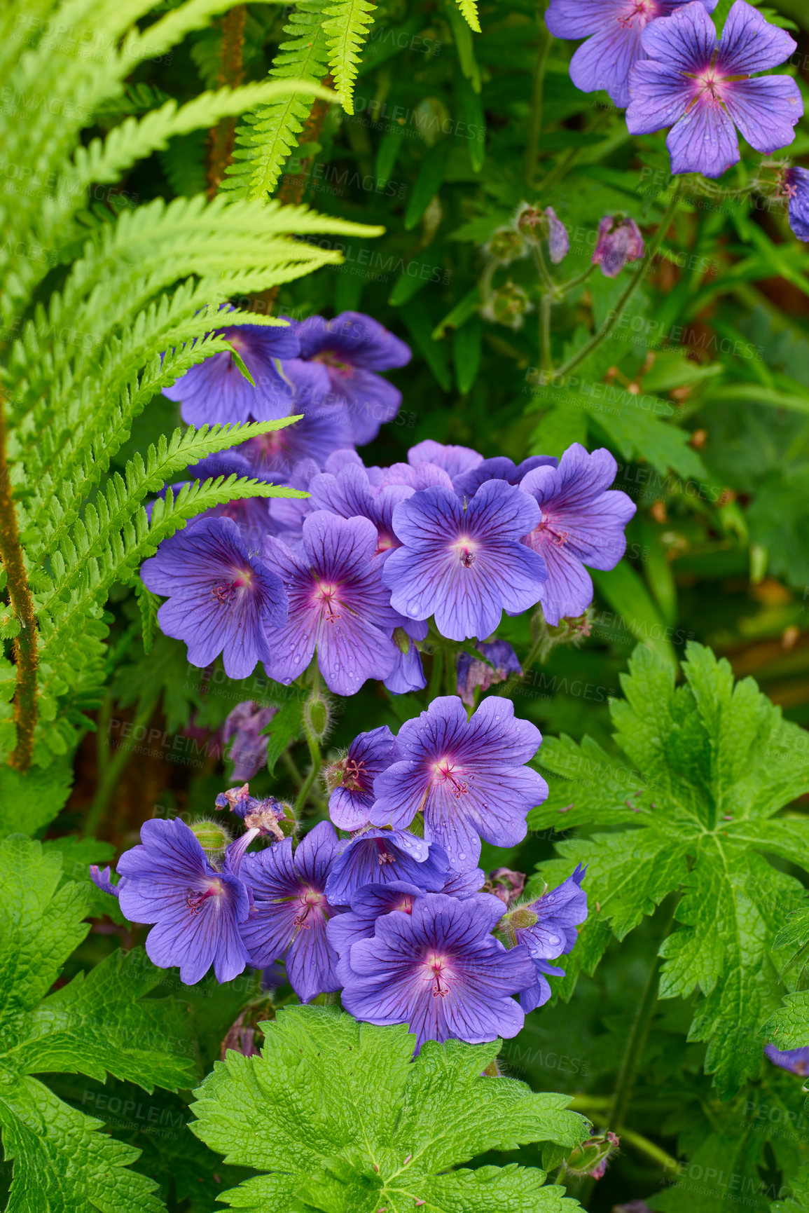 Buy stock photo Shot of garden flowers growing outside 