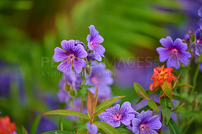 Buy stock photo Flowers, nature and geranium in spring with bright color display in season, outdoor and garden. Sustainability, earth day and texture with plants as botany, blossom and floral wallpaper on background