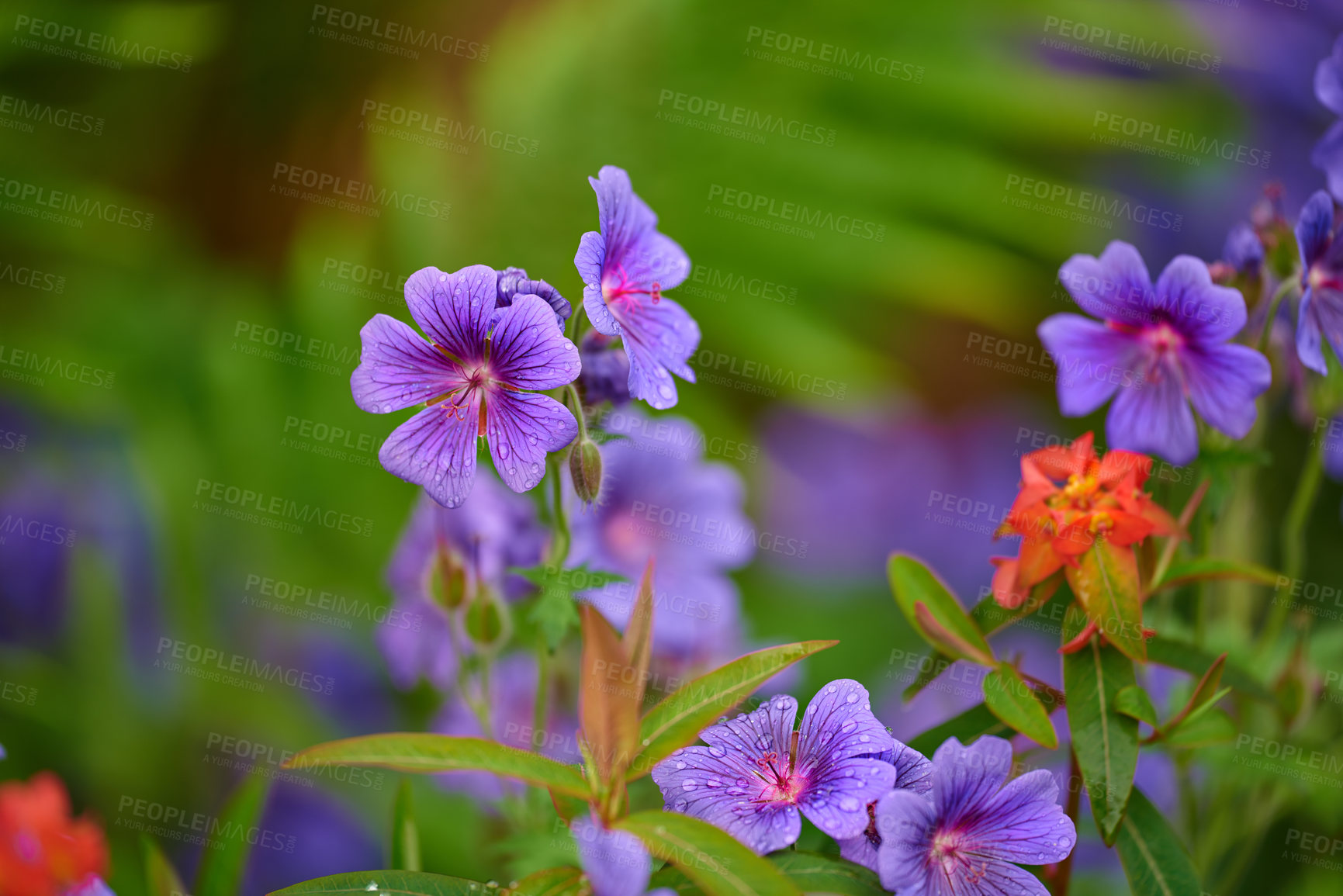 Buy stock photo Flowers, nature and geranium in spring with bright color display in season, outdoor and garden. Sustainability, earth day and texture with plants as botany, blossom and floral wallpaper on background