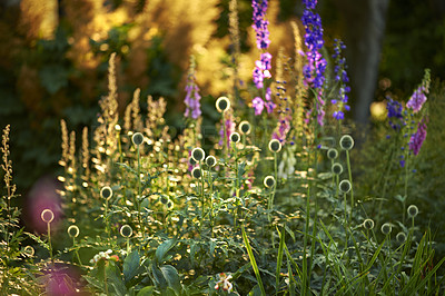 Buy stock photo Garden, flowers and globe thistle in nature for bright color display in season, outdoor and spring. Sustainability, earth and texture with plants as botany, blossom and floral wallpaper on background