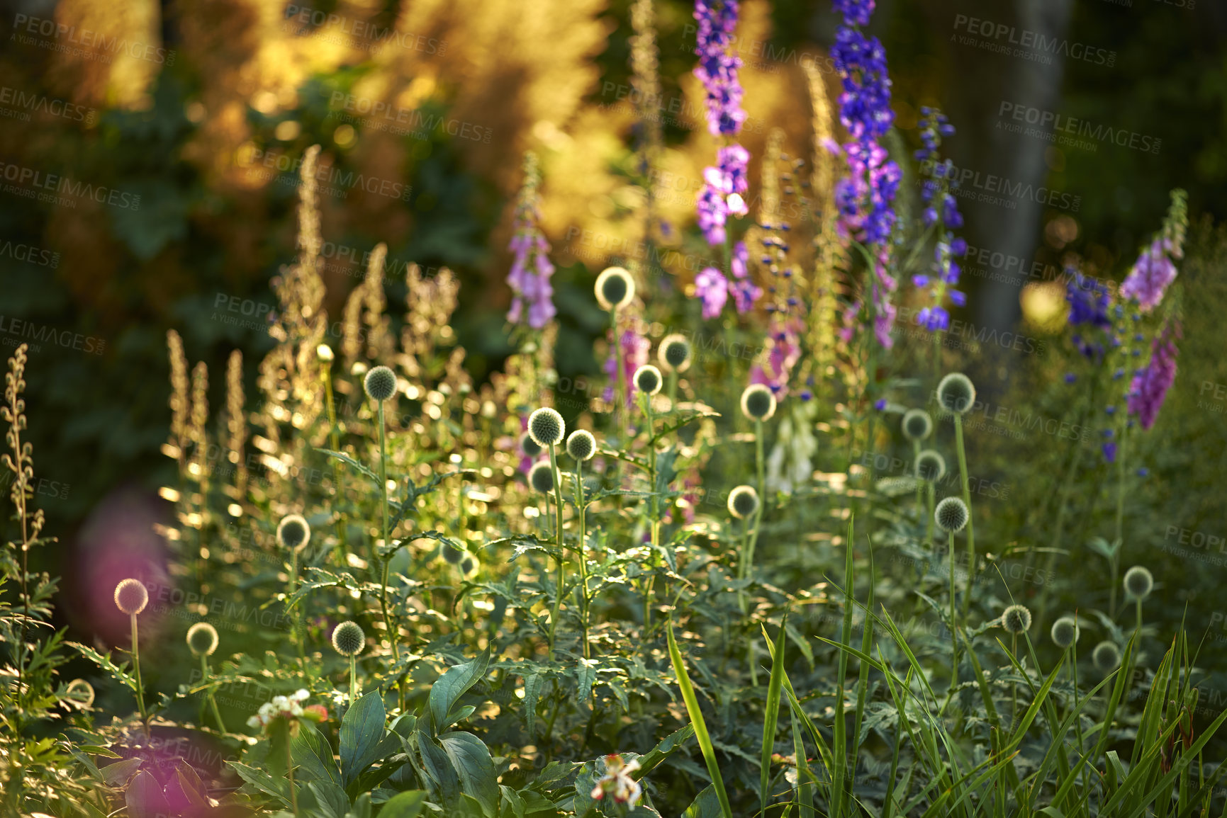 Buy stock photo Garden, flowers and globe thistle in nature for bright color display in season, outdoor and spring. Sustainability, earth and texture with plants as botany, blossom and floral wallpaper on background