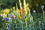 Beautiful budding flowers