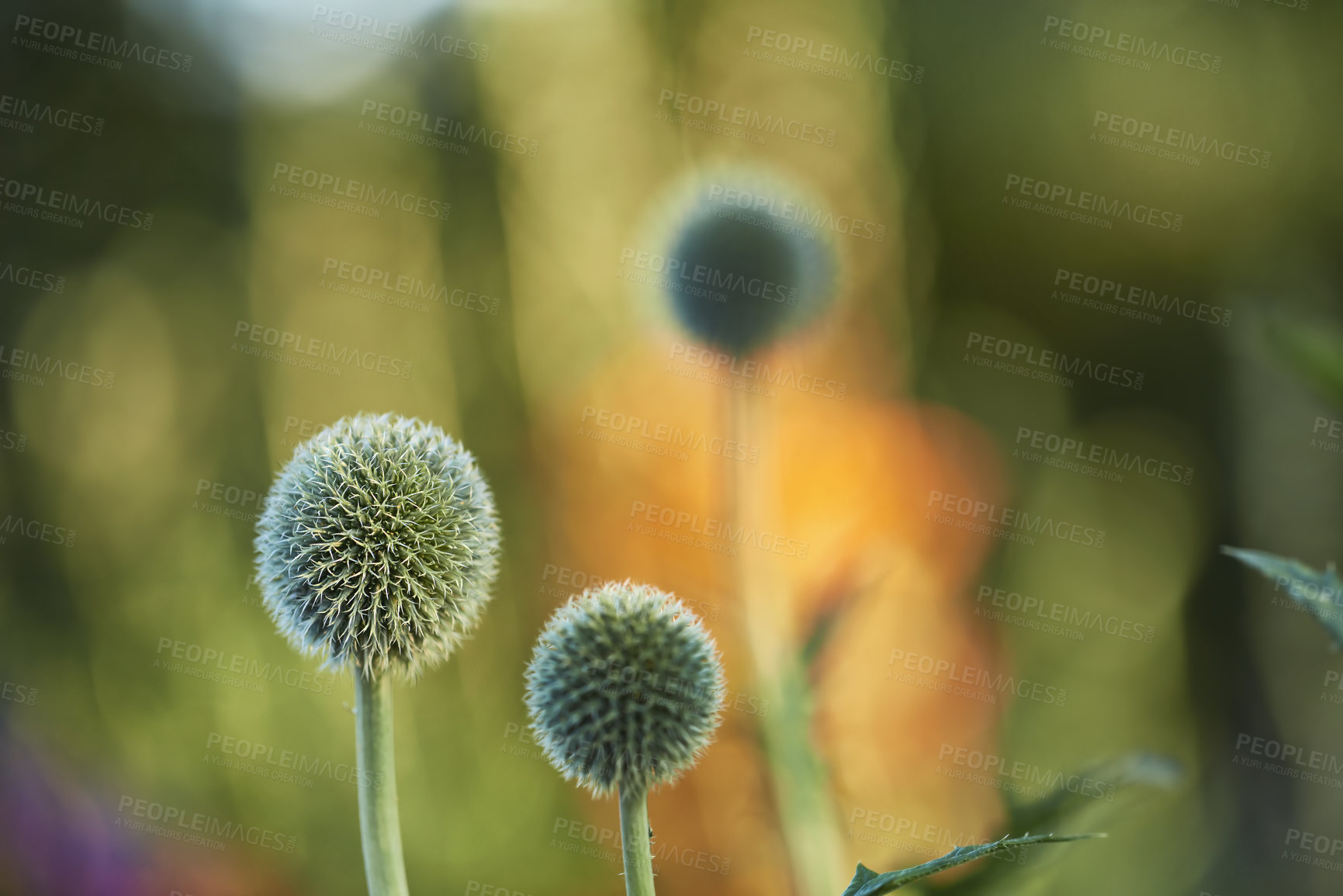 Buy stock photo Botany, flowers and globe thistle in spring for bright color display in season, outdoor and garden. Sustainability, earth and texture with plants as nature, blossom and floral wallpaper in background