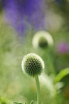 Beautiful budding flowers