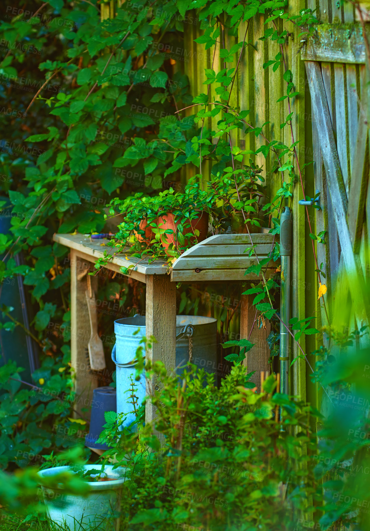 Buy stock photo Shot of garden flowers growing outside 