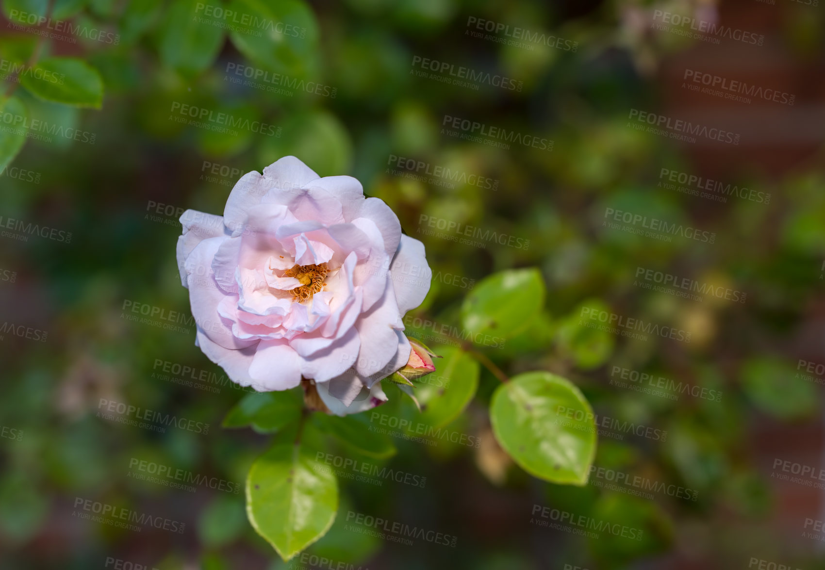 Buy stock photo Flower, tree and pink rose in garden for blooming season, blossom and growth in spring. Closeup, nature and sustainable gardening with floral petals, leaves and ecology in eco friendly environment